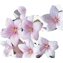 bylina Platykodon Rozwar B242